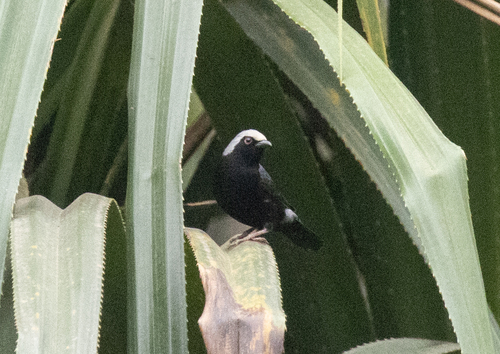 Pale-fronted Nigrita (Nigrita luteifrons)
