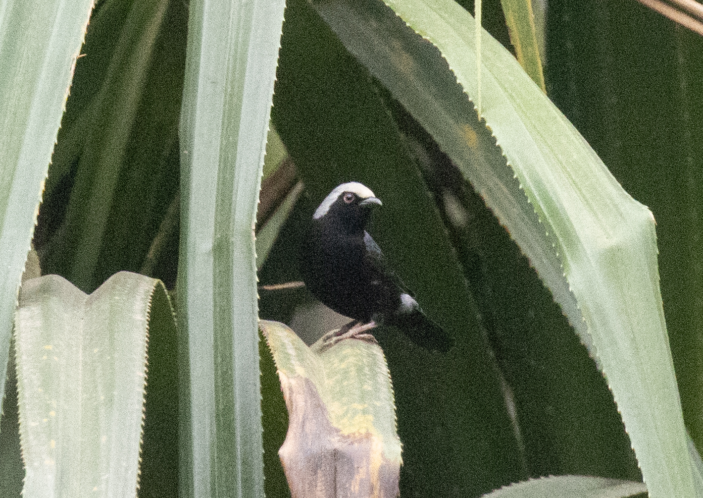 Pale-fronted Nigrita (Nigrita luteifrons), photo 1