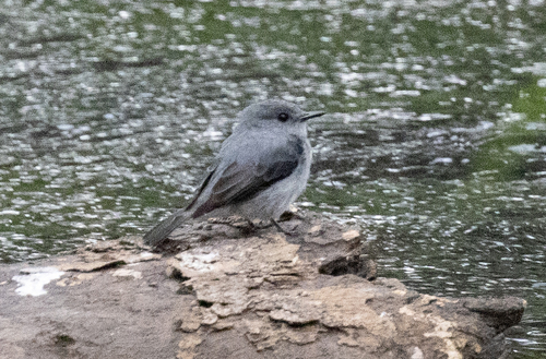 Cassin's Flycatcher (Muscicapa cassini), photo 2