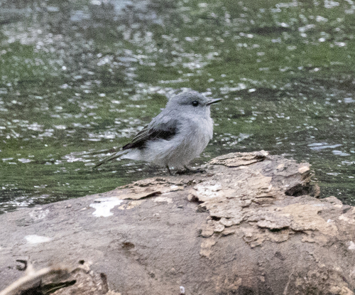 Cassin's Flycatcher (Muscicapa cassini), photo 3