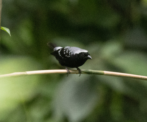 Grey-headed Nigrita (Nigrita canicapillus), photo 5