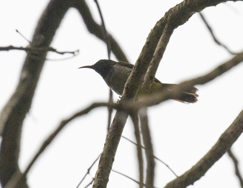 Reichenbach's Sunbird (Anabathmis reichenbachii), photo 8