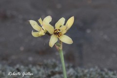 Zephyranthes gilliesiana
