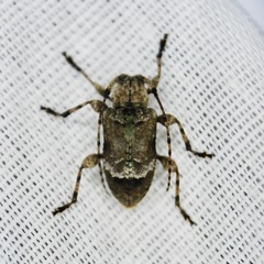 Leptostylus transversus