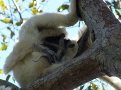 Propithecus deckenii