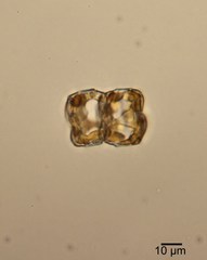 Actinoptychus senarius
