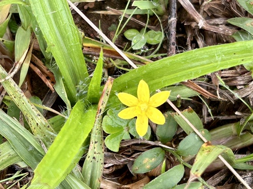 coquí