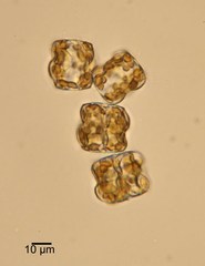 Actinoptychus senarius