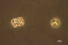 Actinoptychus senarius