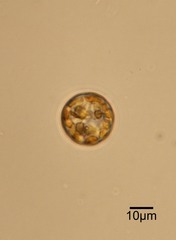 Actinoptychus senarius