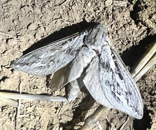 Red-gum Ghost Moth
