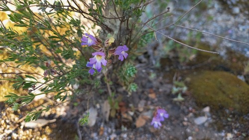 Chaenorhinum serpyllifolium (Chaenorhinum serpyllifolium)