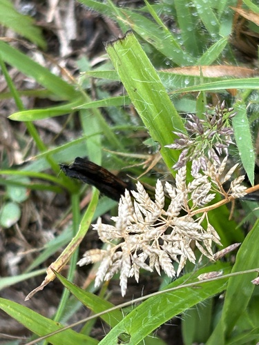 Eragrostis neesii