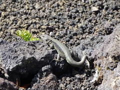 Liolaemus villaricensis