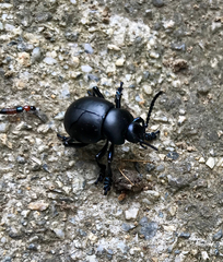 Timarcha tenebricosa