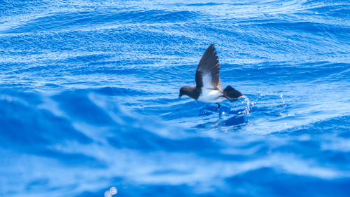 iNaturalist image