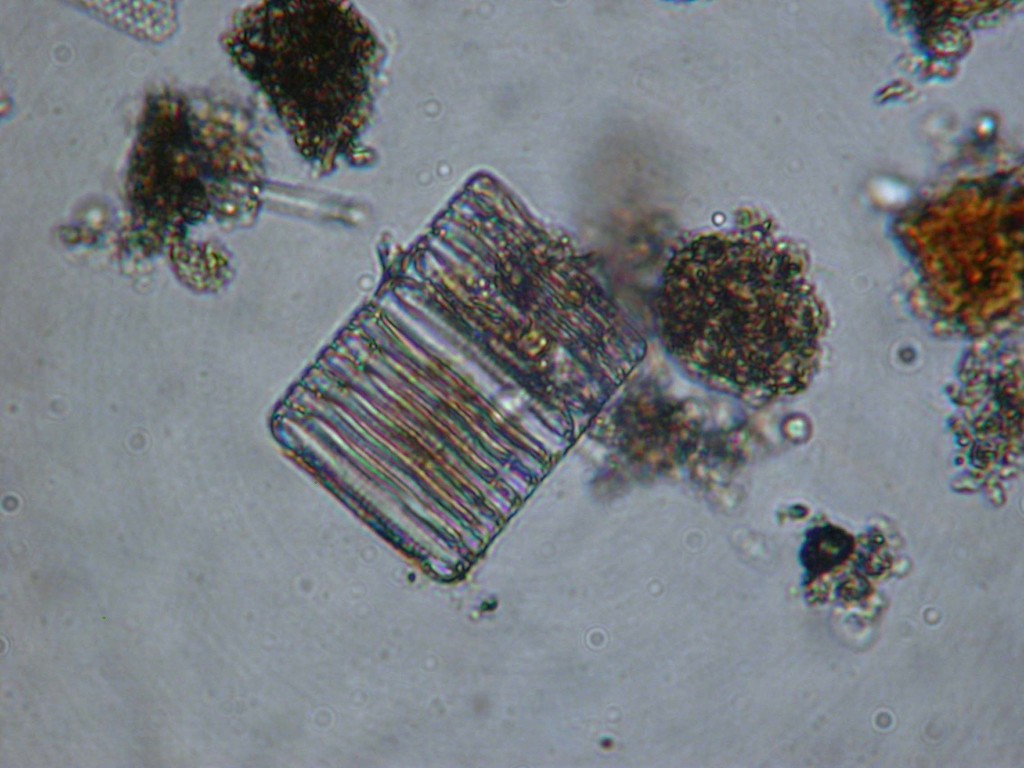 Fragilariopsis oceanica
