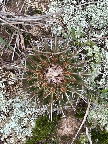 Parodia neoarechavaletae