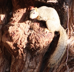 Sciurus niger
