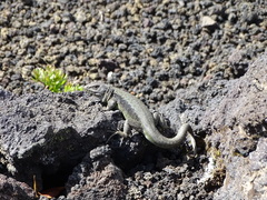 Liolaemus villaricensis