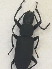 Tenebrionini