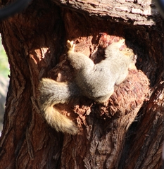 Sciurus niger