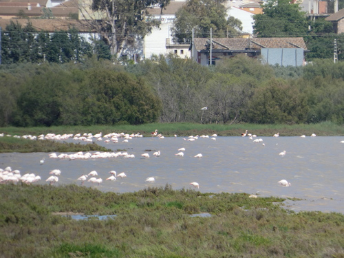 Avistamiento Flamenco común o rosa