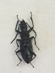 Tenebrionini
