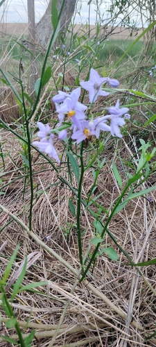 Solanum amygdalifolium