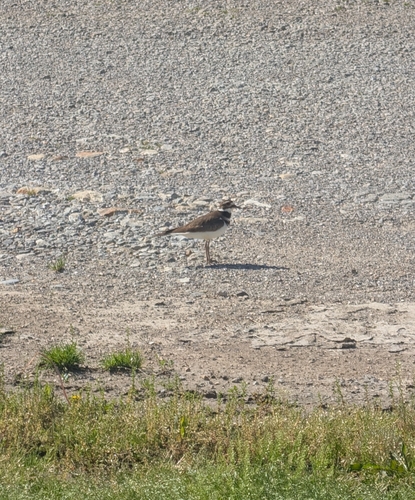 Killdeer photographed in Kansas