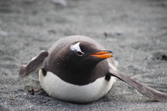 Gentoo Penguin photo 2