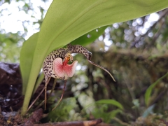 Dracula chestertonii