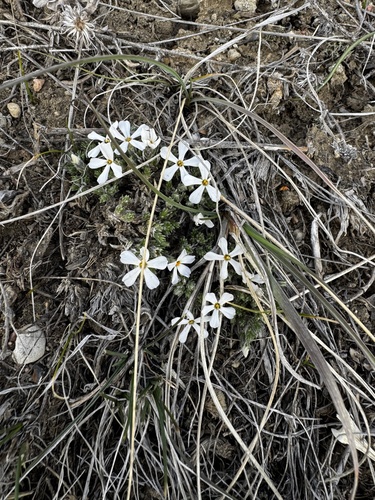 spiny phlox