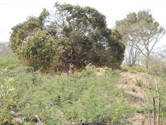 Capparis odoratissima