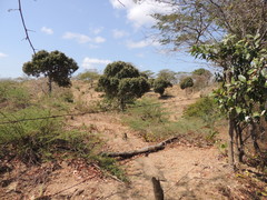 Capparis odoratissima