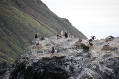 Leucocarbo purpurascens