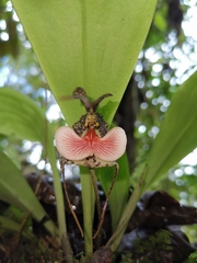 Dracula chestertonii