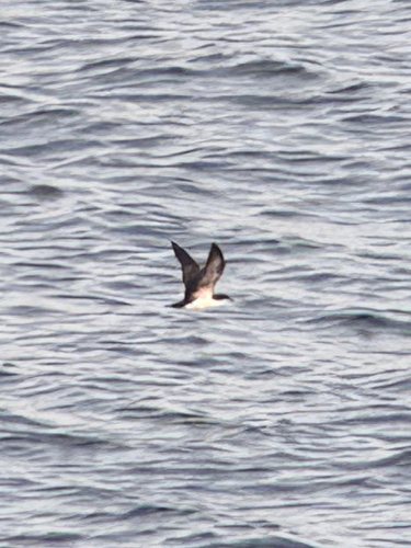 Galapagos Shearwater (Puffinus subalaris)