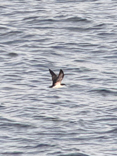 Galapagos Shearwater (Puffinus subalaris), photo 1