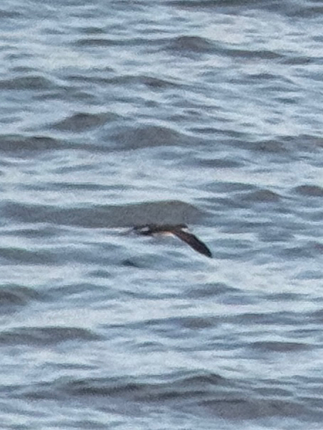 Galapagos Shearwater (Puffinus subalaris), photo 3