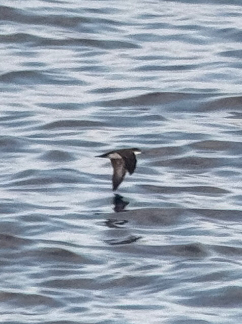 Galapagos Shearwater (Puffinus subalaris), photo 2