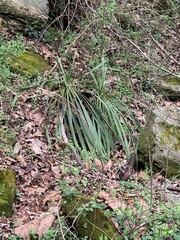 Yucca flaccida
