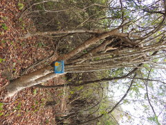 Leuenbergeria guamacho