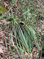 Yucca flaccida