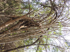 Leuenbergeria guamacho