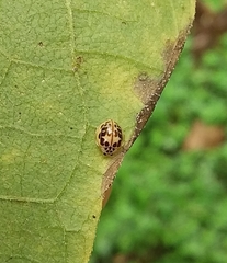 Psyllobora confluens