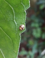 Psyllobora confluens