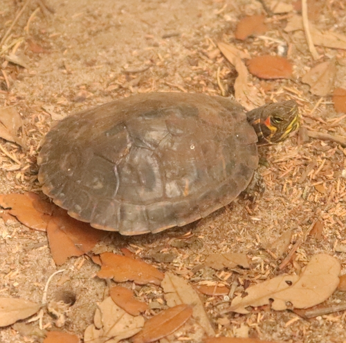 Trachemys scripta