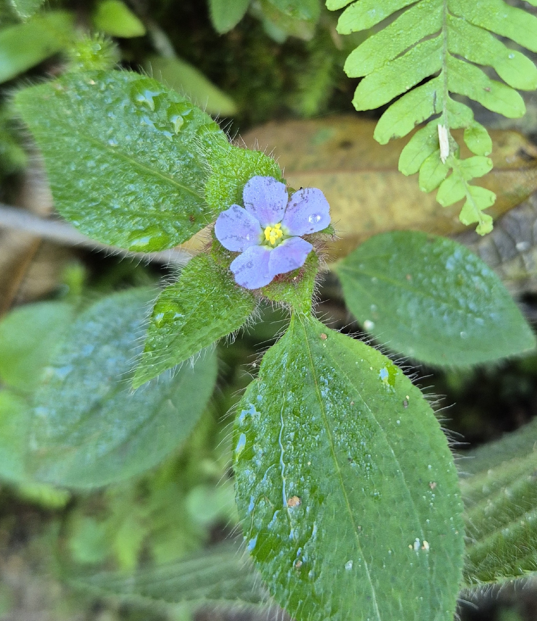 Chaetogastra clinopodifolia