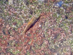 Neocaridina